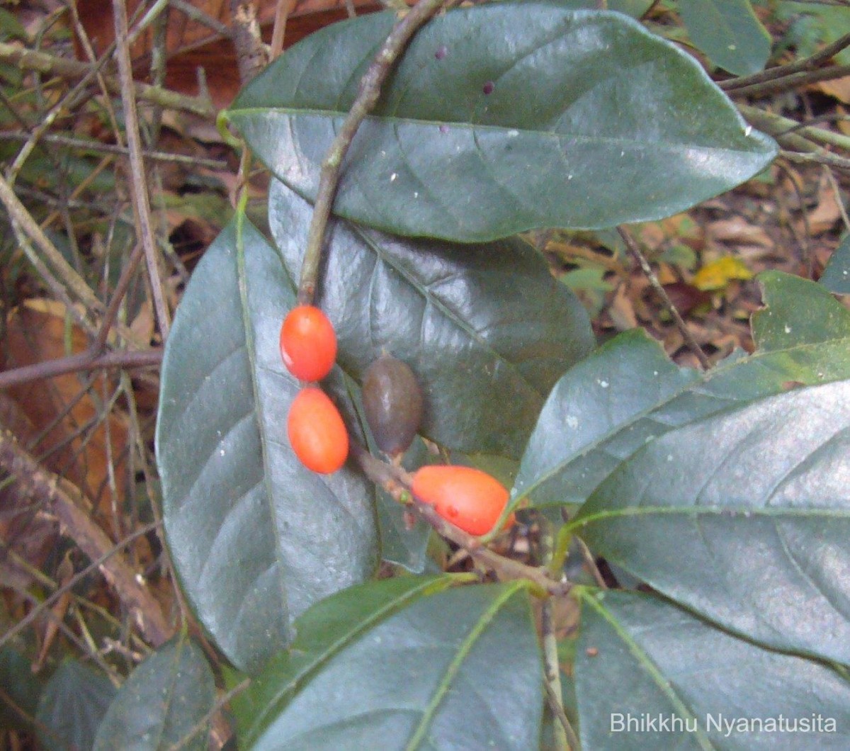 Isonandra lanceolata Wight